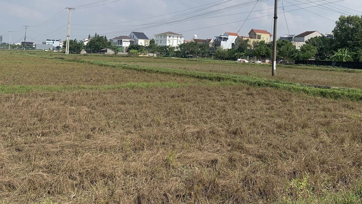 Đất ruộng có thể bị thu hồi đột ngột