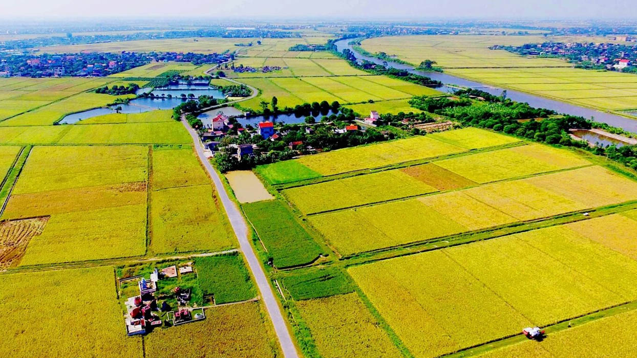 Đất ruộng có thể được cấp sổ đỏ nếu đủ điều kiện
