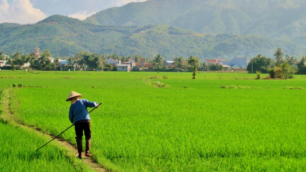 Đất ruộng là đất nông nghiệp dùng để trồng lúa hoặc cây hàng năm