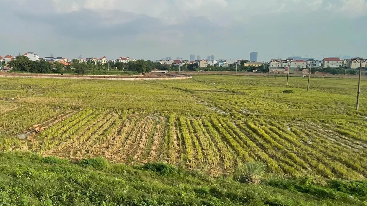 Đất ruộng ở vùng ven đô hoặc hạ tầng phát triển sẽ có tiềm năng cao