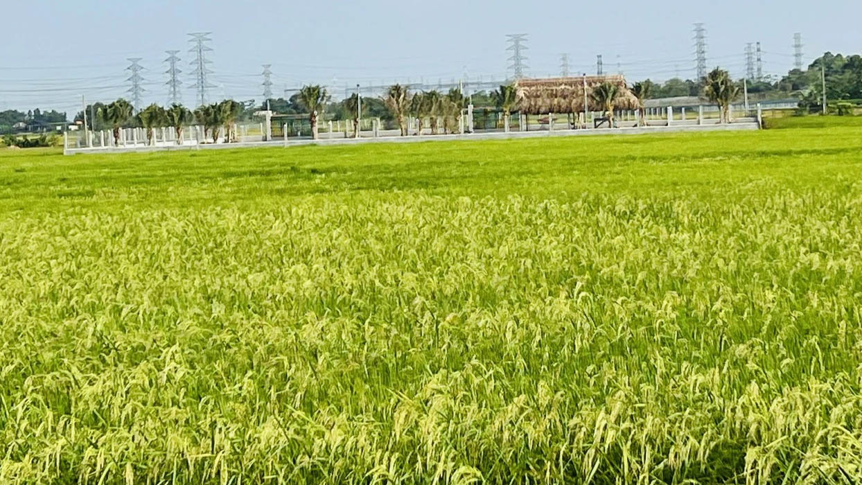 Đất trồng lúa được Nhà nước bảo vệ nghiêm ngặt hơn