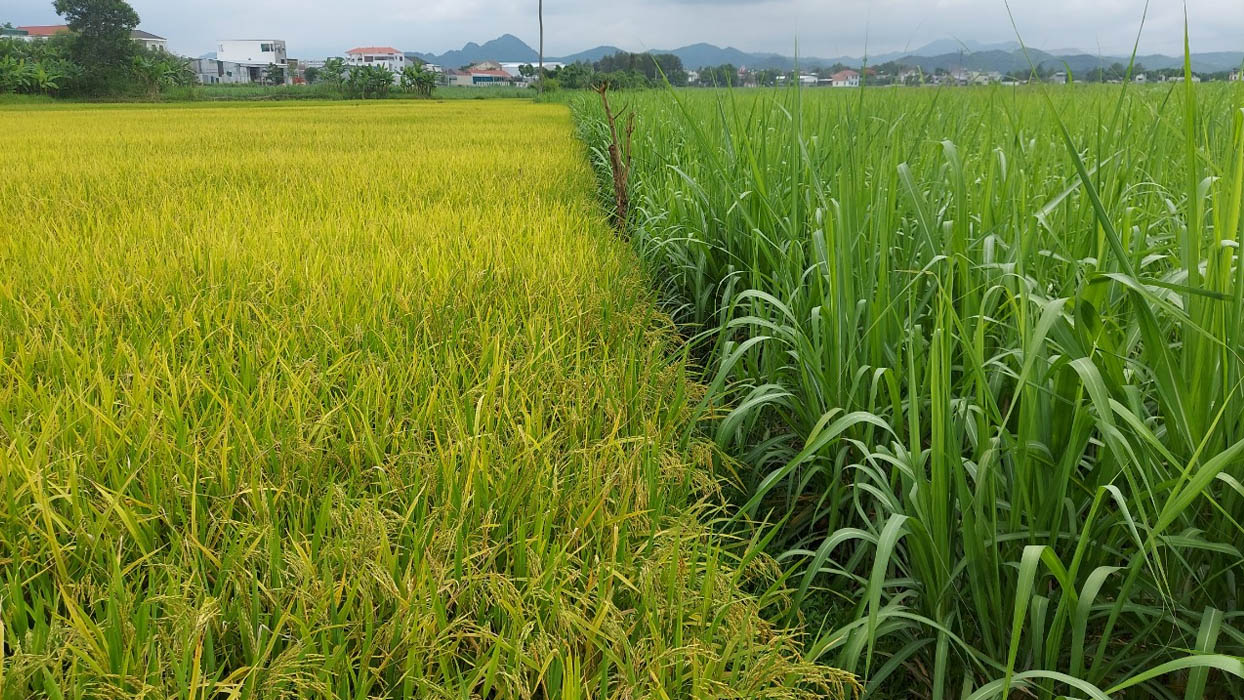 Đất trồng lúa thuộc nhóm đất nông nghiệp