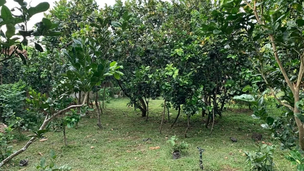 Đất vườn thuộc nhóm đất nông nghiệp dùng để trồng cây hàng năm hoặc cây lâu năm